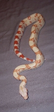 Coral Albino Boa