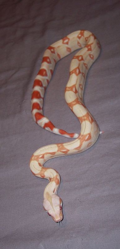 Coral Albino Boa