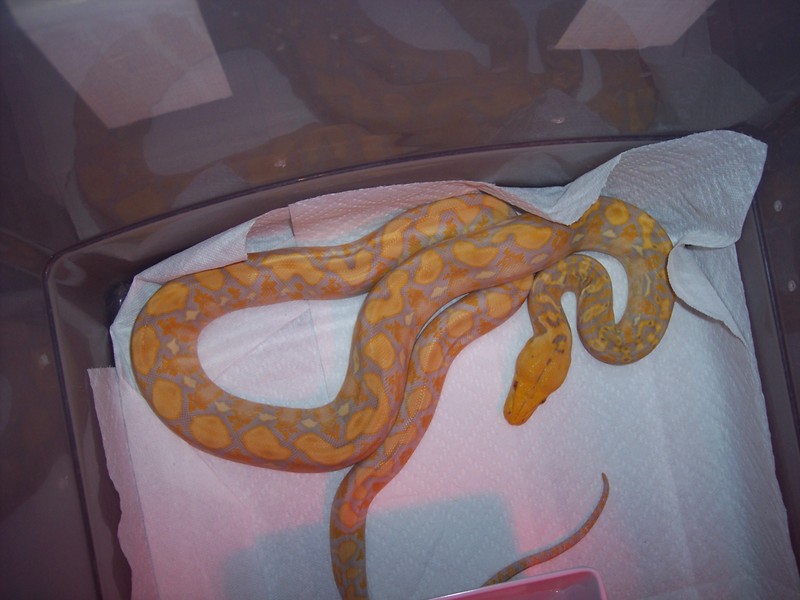 0.1 Lavender albino