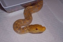 0.1 Lavender albino