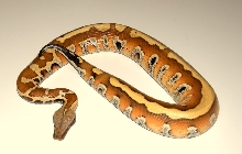 1.0 Blood Python