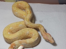 2010 Male Coral Albino 66% Het Anery