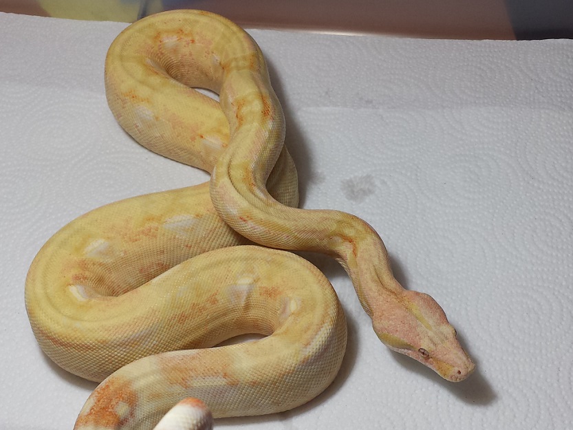2010 Male Coral Albino 66% Het Anery