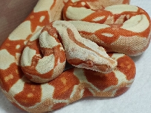 Ariel F Coral Sunglow 2013