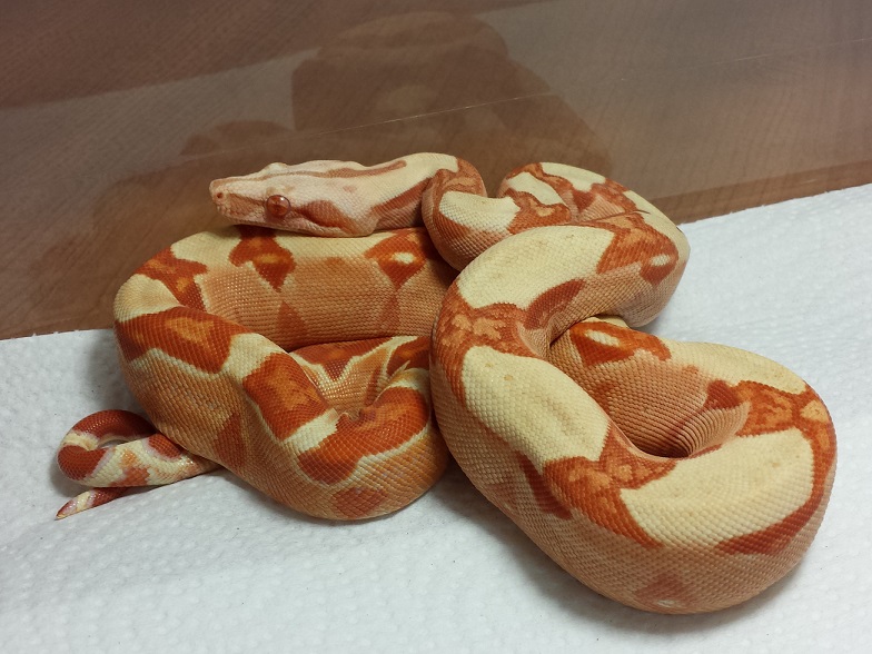 2013 Coral Sunglow 50% Het Stripe "Scarlett"