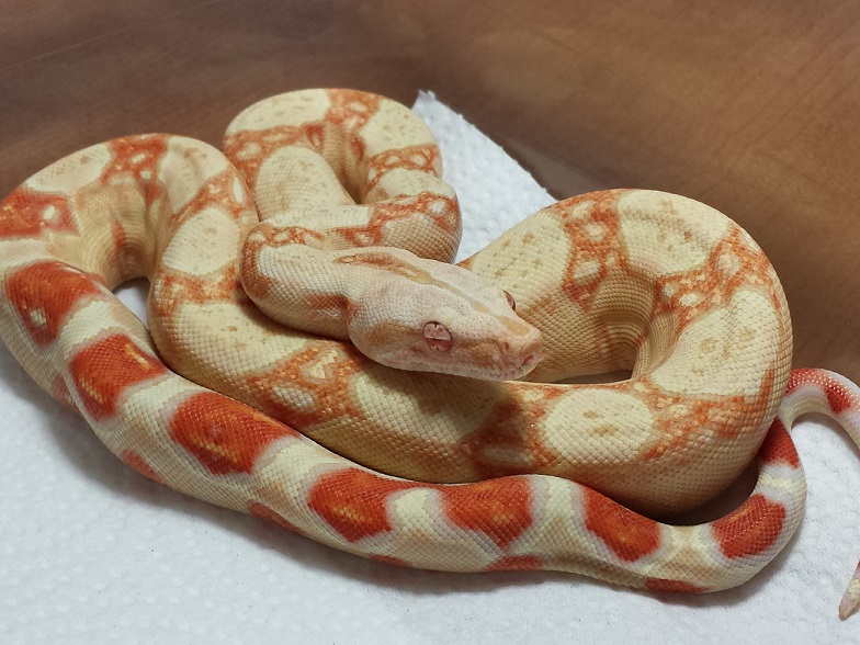 2013 Coral Albino M 50% Het Stripe