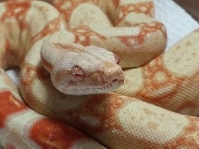 2013 M Coral ALbino 50% Het Stripe