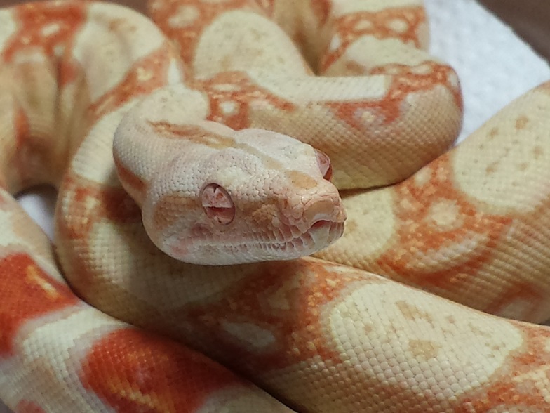 2013 M Coral ALbino 50% Het Stripe