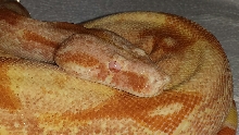 12' Pastel Lavendar Dream Sharp Albino F Violet
