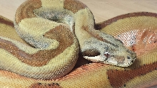 13 Hypo Summit Pastel Jungle Prob Super