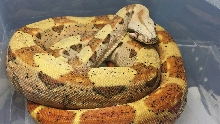 13' M Hypo Het Desert T  50% Het Anery