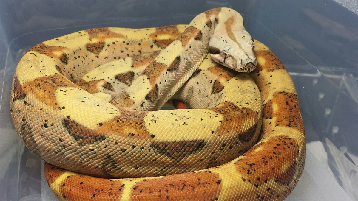13' M Hypo Het Desert T  50% Het Anery