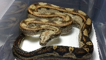 13' F Motley Het Sharp Orange Tail Line Midnight