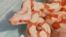 14' F Coral Sunglow DD 3 BoaZilla