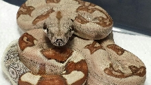 14' Hypo Jungle F Double Dose Lipstick Sunglow