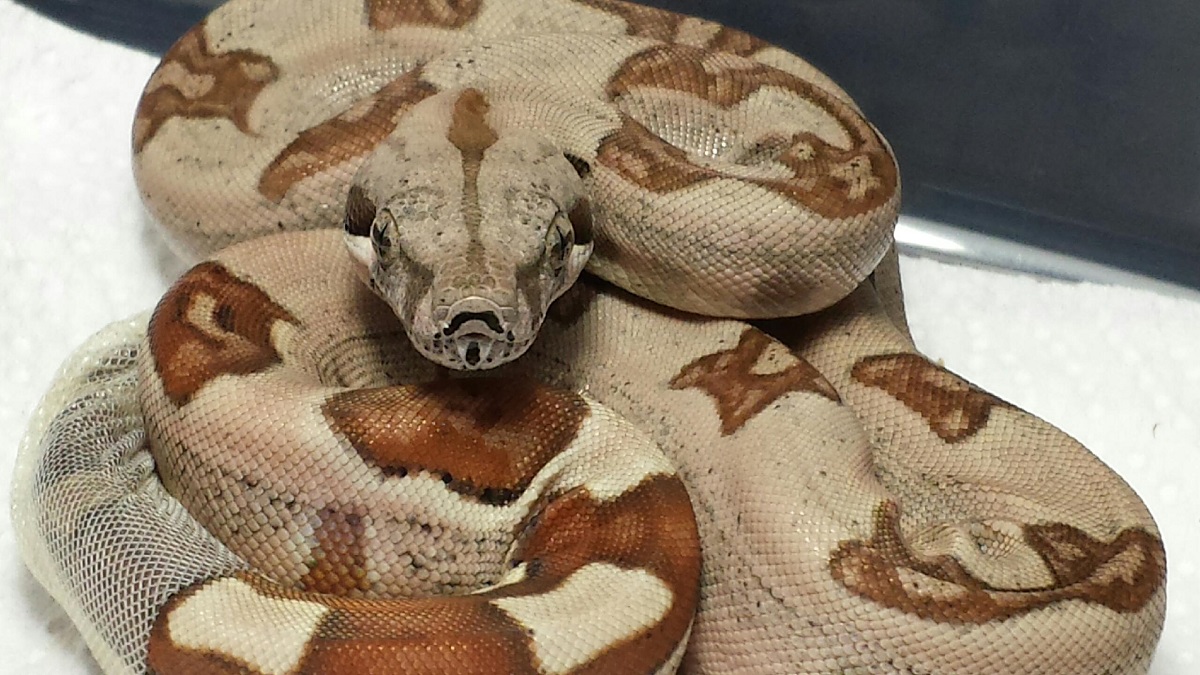 14' Hypo Jungle F Double Dose Lipstick Sunglow