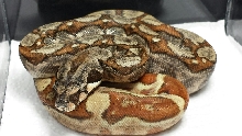 14' M Hypo 66% Het Sharp Blizzard