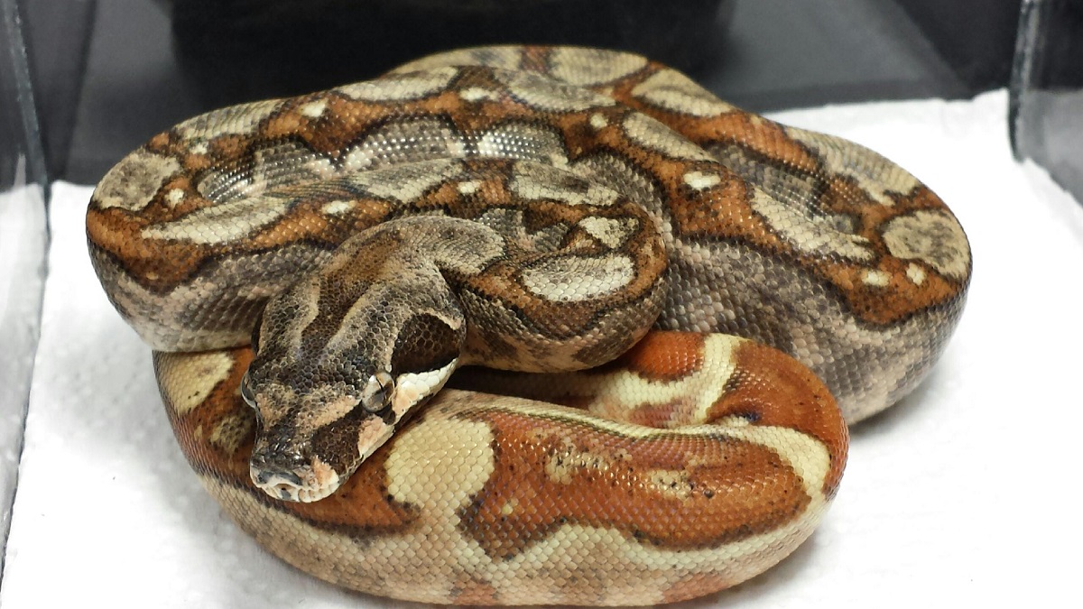 14' M Hypo 66% Het Sharp Blizzard