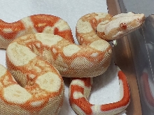 2013 Coral Albino M 50% Het Stripe