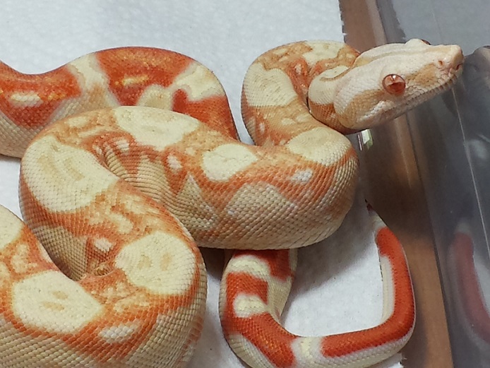 2013 Coral Albino M 50% Het Stripe