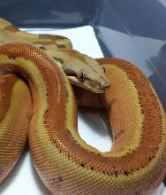 2013 Hypo Pastel Summit Jungle Male probable Super