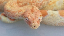Albino Square Tail M BoaZilla