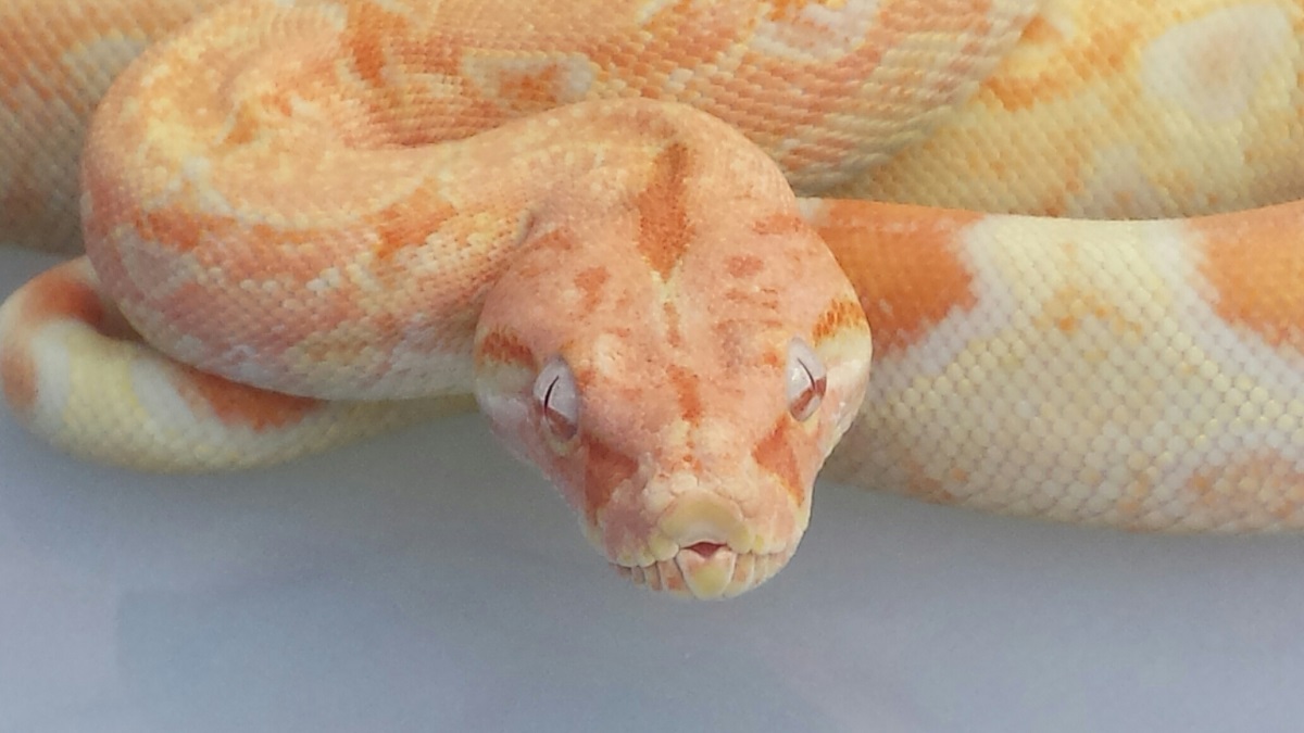 Albino Square Tail M BoaZilla