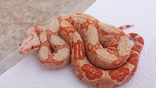 M Lipstick/CoralSunglow BoaZilla