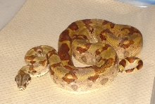 JUNGLE FEMALE 66% Het Albino Reverse stripe tail