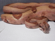 Female 2011 Hypo Jungle Striped 50% Het Stripe