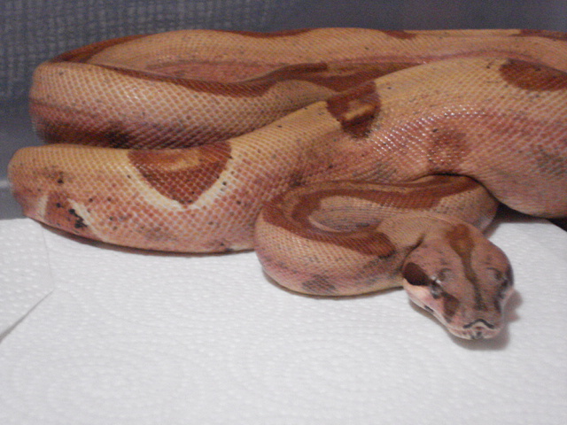 Female 2011 Hypo Jungle Striped 50% Het Stripe