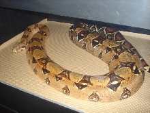 Dora 2007 Lipstick Het F Birthed 7/11/13