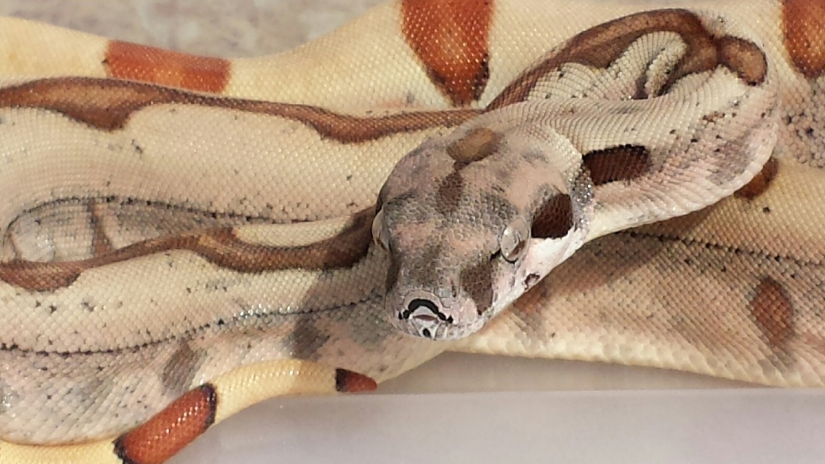14' F DD Lipstick Hypo Jungle DH Sunglow