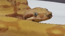 Morpheous 1 Paraglow Super 66% Het Anery