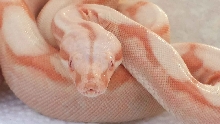 14' M DD Coral Sunglow 4 BoaZilla