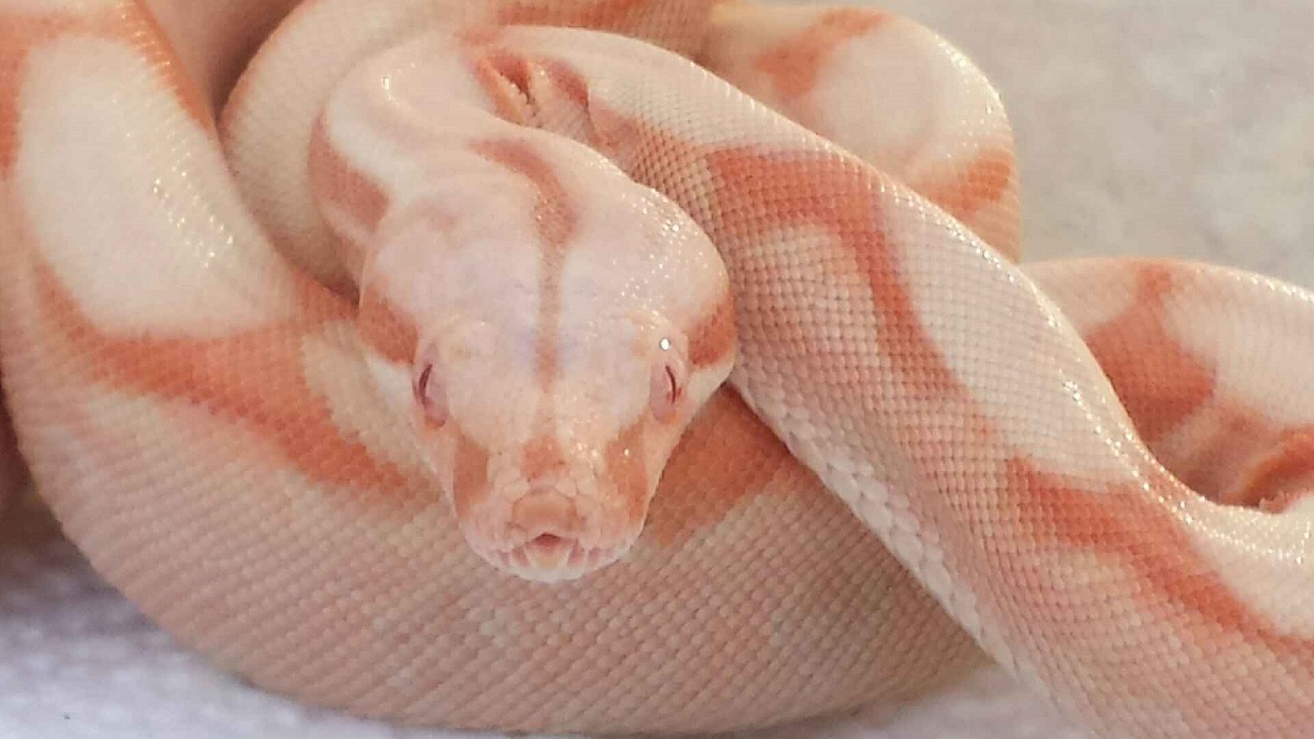 14' M DD Coral Sunglow 4 BoaZilla
