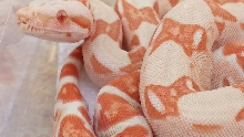 14' M DD Coral Sunglow pos het Anery