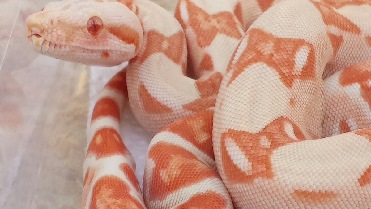 14' M DD Coral Sunglow pos het Anery