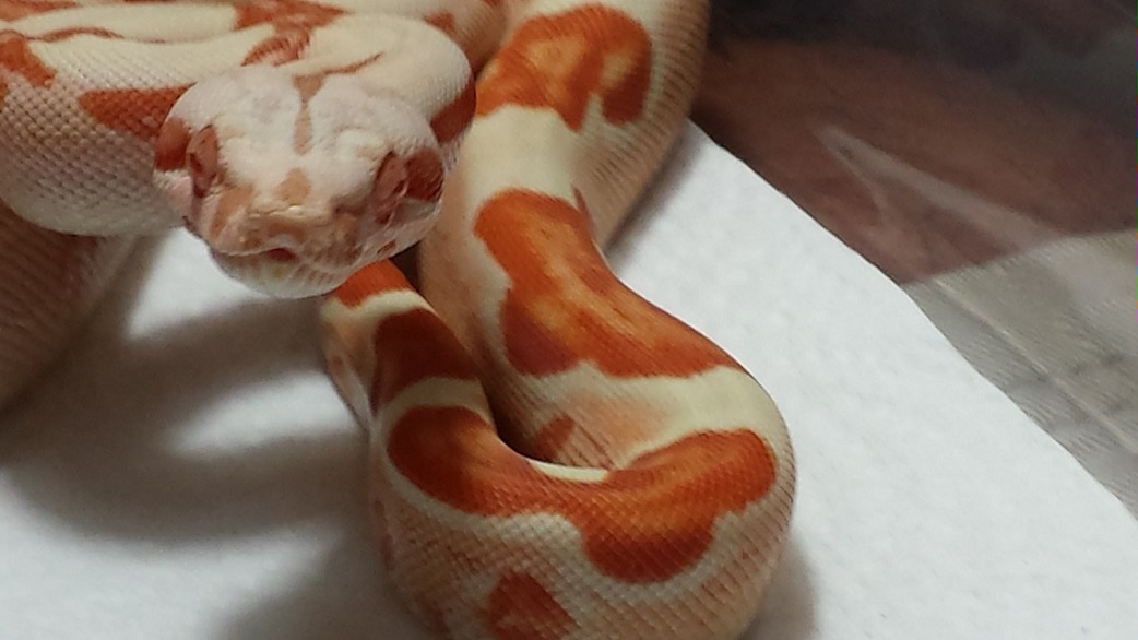 2013 F8 Sunglow 50% Het Stripe