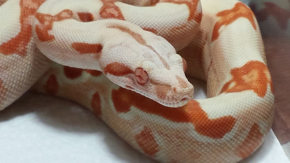 2013 F Sunglow 50% Het Stripe 8