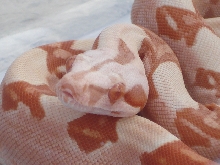 2013 Coral Sunglow F 50% Het Stripe My best