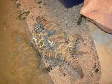 Ornate Uros Breeding
