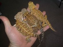 3 females 4 months old