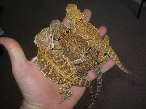 3 females 4 months old