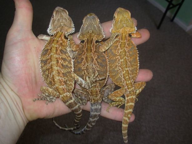 3 females 4 months old