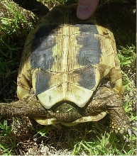 Larger female Herman's