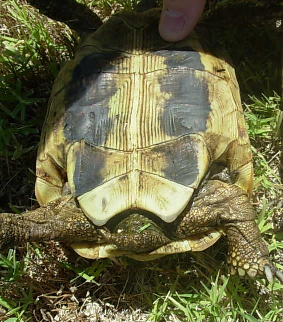 Larger female Herman's