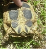 Smaller female