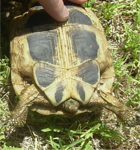 Smaller female