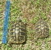 female hermans
